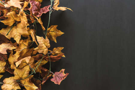 autumn leaves composition. Resolution and high quality beautiful photoの写真素材