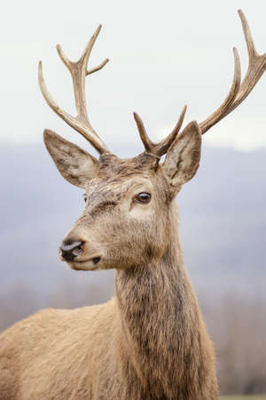 wild deer captured forest. High quality beautiful photo conceptの写真素材