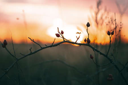 peaceful view sunset light 2. High quality beautiful photo concept