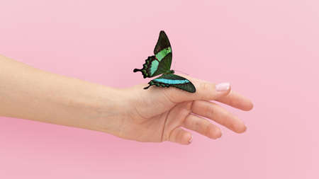 close up view butterfly sitting hand. High quality beautiful photo conceptの写真素材