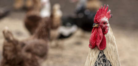 close up rooster blurred chickens. High quality beautiful photo conceptの写真素材