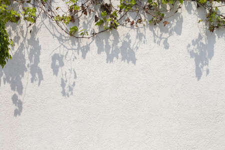 outdoors wall with various leaves. High quality beautiful photo conceptの写真素材