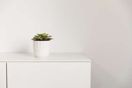 office plant cupboard. High quality beautiful photo conceptの写真素材