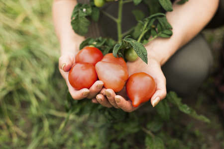 close up woman holding tomatoes. High quality beautiful photo conceptの写真素材