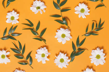 chamomiles leaves composition. High quality beautiful photo conceptの写真素材