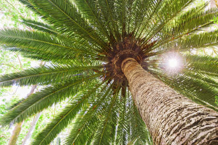 sun flare on tropical date palm tree.の写真素材