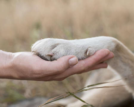 side view person holding dog's paw.の写真素材