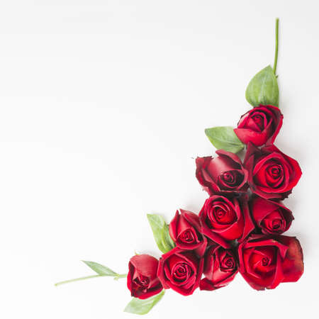 red beautiful roses white background. High quality beautiful photo concept