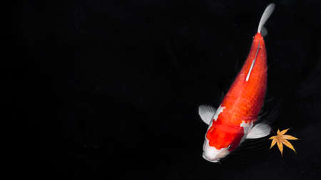 top view colorful koi fishes. High quality photoの写真素材