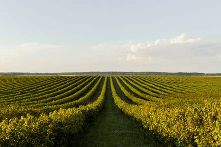 front view landscape with vegetation clear skyの写真素材