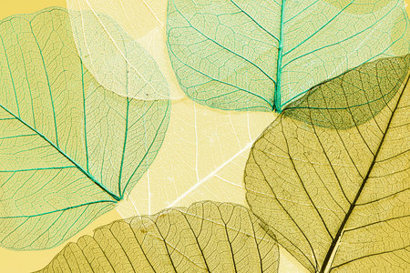 beautiful detailed macro leaf