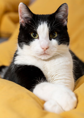 close up cute cat indoors. High quality photoの写真素材
