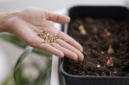 high angle woman holding seeds planting with pot. High quality beautiful photo conceptの写真素材