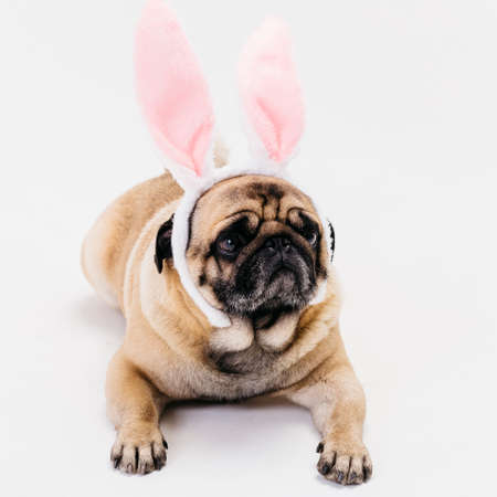 apricot fawn cute compact pug bunny ears. High quality photoの写真素材