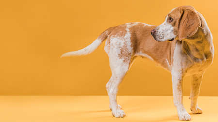 lateral view dog looking his tail. High quality photoの写真素材