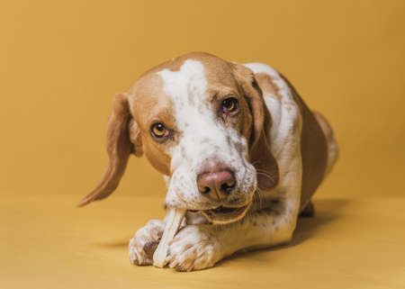 happy adorable dog eating bone 2. High quality beautiful photo conceptの写真素材