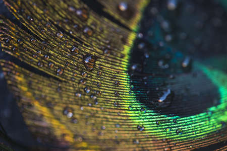 macro water drops beautiful exotic peacock feather. High quality beautiful photo conceptの写真素材