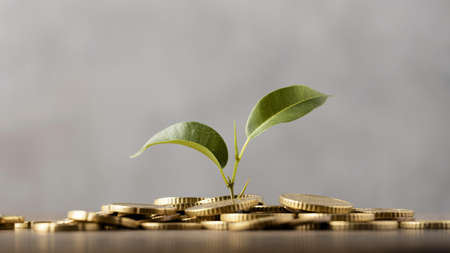 front view plant growing from golden coins. High quality beautiful photo concept
