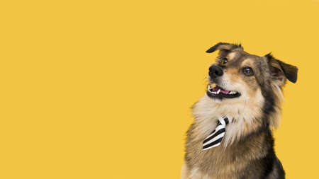 front view beautiful dog with copy space.の写真素材