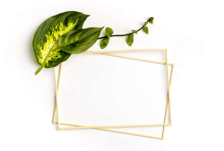 flat lay arrangement green leaves with empty frames. High quality photoの写真素材