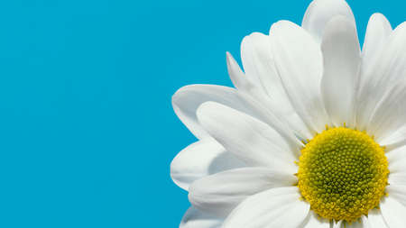 top view spring daisy with . High quality photoの写真素材