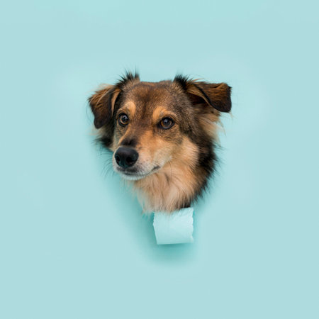 front view beautiful dog with copy space. High quality photoの写真素材