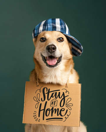 cute dog with hat holding banner. High quality photoの写真素材