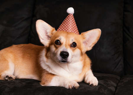 cute dog with party hat couch. High quality photoの写真素材