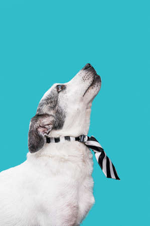view cute dog concept. High quality photoの写真素材