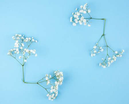 small white gypsophila blue background. High quality photo