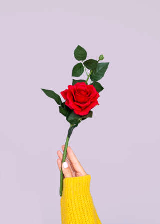hand holding lovely rose. High quality photoの写真素材