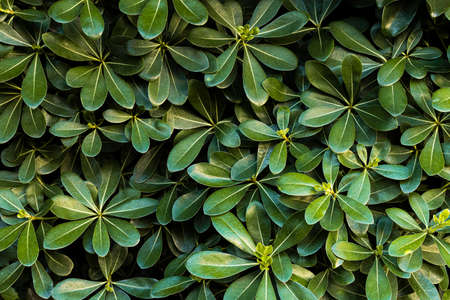 front view green leaves. High quality photoの写真素材
