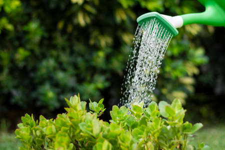 close up watering plants. High quality photo