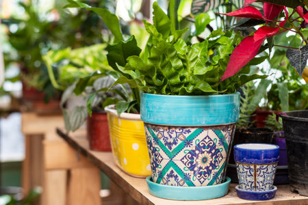 close up planting flowers pot. High quality photoの写真素材