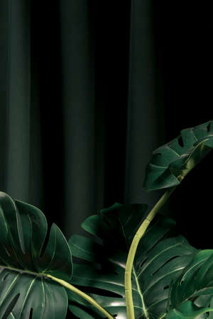 front view monstera leaves with dark background. High quality photoの写真素材