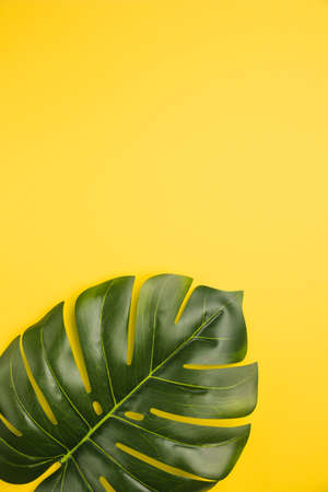 leaf palm tree orange background. High quality photoの写真素材