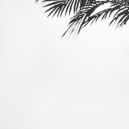 dark shadow palm leaves white backdrop. High quality photo