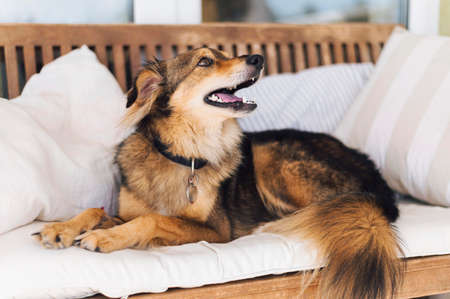 adorable dog looking owner. High quality photo