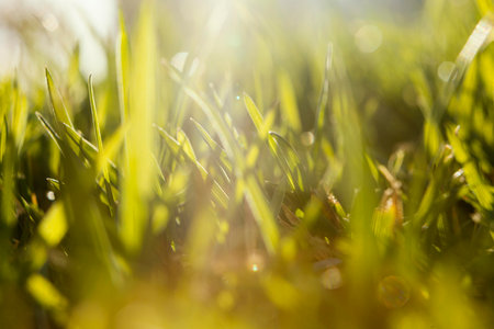 natural grass close up. High quality photoの写真素材