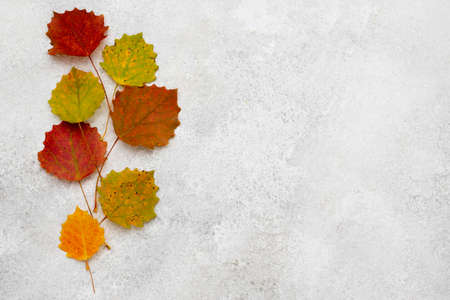 top view assortment autumn leaves. High quality photoの写真素材