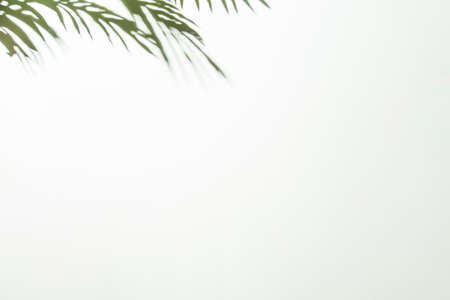 green leaves corner white background. High quality photoの写真素材