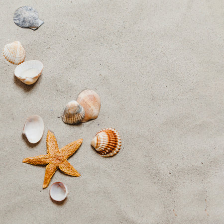 starfish shells beach. High quality photoの写真素材