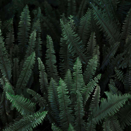 thicket wild fern. High quality photoの写真素材