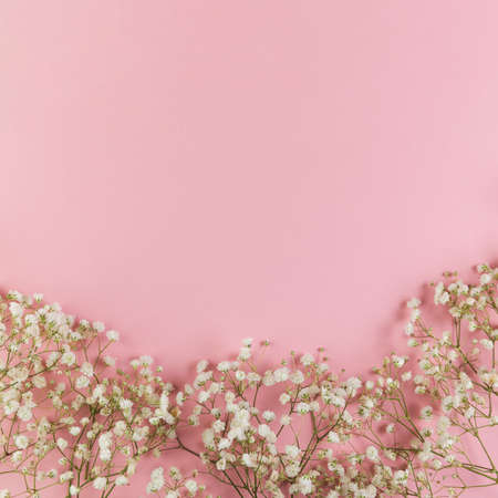 white fresh baby s breath flowers against pink background. High quality photoの写真素材