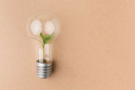 light bulb small plant inside. High quality photoの写真素材