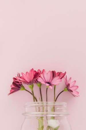 pink daisies inside glass jar. High quality photoの写真素材