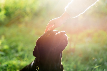 owner s hand stroking her dog head sunlight. High quality photoの写真素材