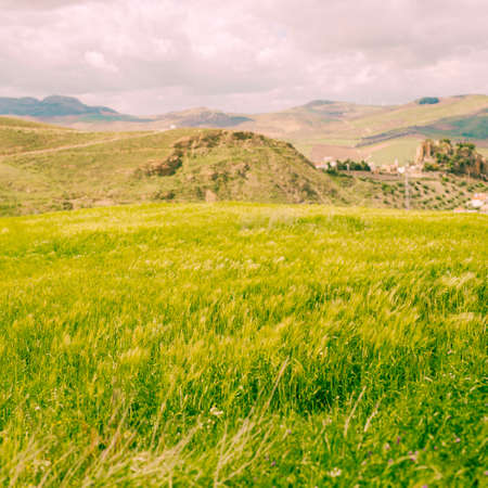bright green field rural. High quality photoの写真素材