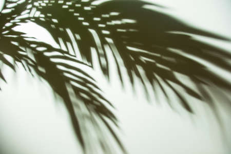 dark shadow palm leaves background. High quality photoの写真素材
