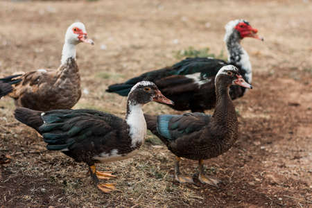 group ducks dark feathers. High quality photoの写真素材